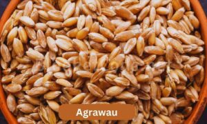 History and Background of Agrawau