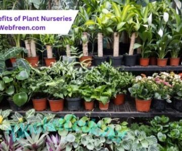 The Benefits of Plant Nurseries WIth Webfreen.com