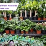 The Benefits of Plant Nurseries WIth Webfreen.com