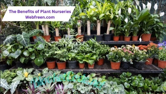 The Benefits of Plant Nurseries WIth Webfreen.com